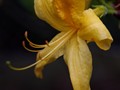 Rhododendron luteum IMG_2344 Azalia pontyjska